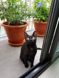 Portrait of black cat sitting on potted plant