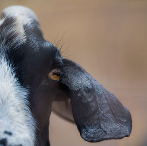 Cropped image of goat