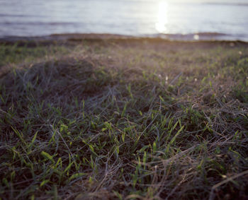 Close-up of grass growing on beach