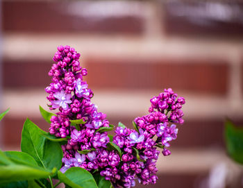 Close-up of pink flowering plant