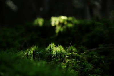 Close-up of fern grass