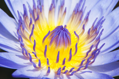 Close-up of flower