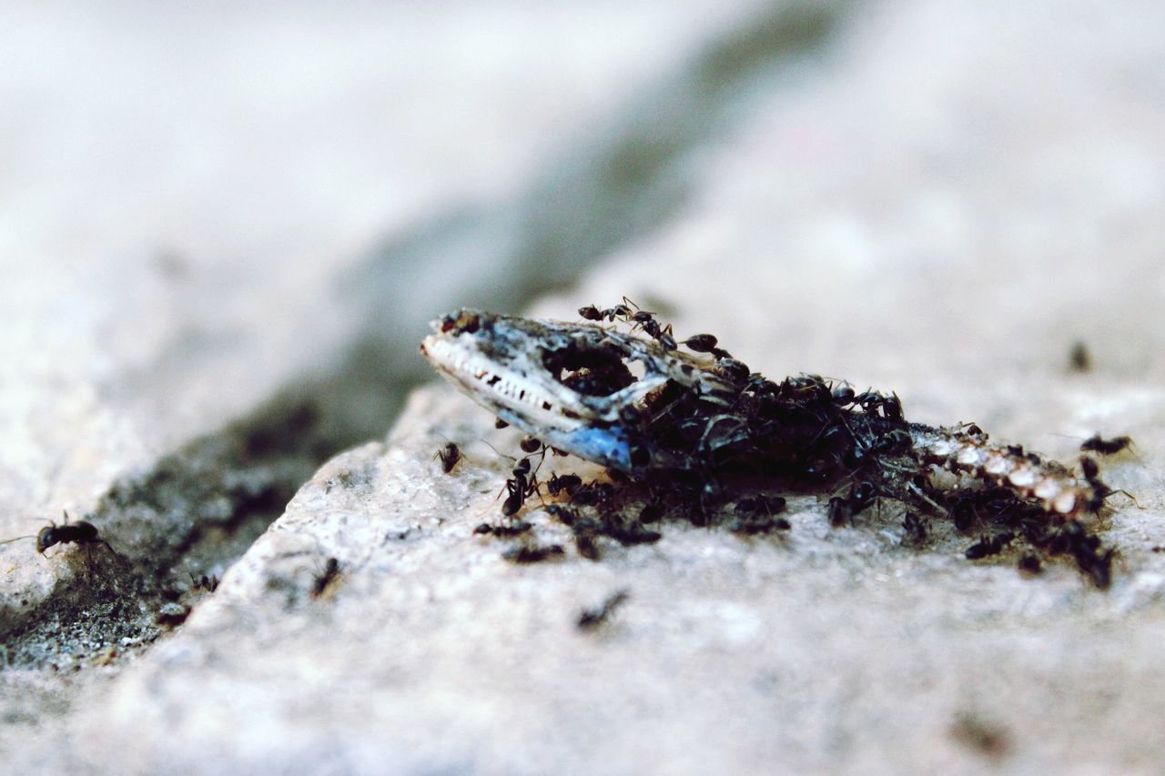 animal, animal themes, animal wildlife, animals in the wild, selective focus, one animal, no people, close-up, day, nature, rock - object, rock, solid, outdoors, invertebrate, land, insect, animal body part, amphibian, lizard, marine
