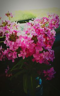 Close-up of pink flowers