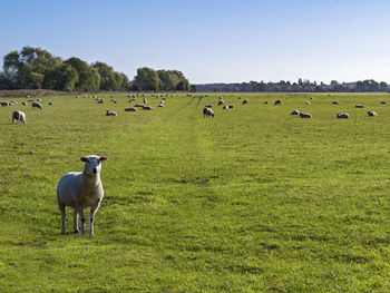 Flock of peaceful sheep in a green grass field with one sheep looking at the camera