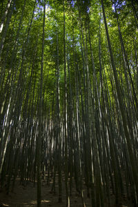 Low angle view of bamboo trees in forest