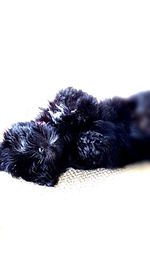 Close-up of black dog