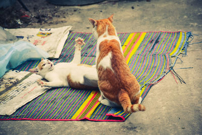 Cats sleeping on multi colored cat