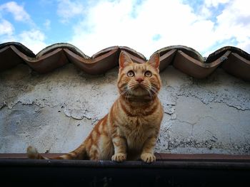 Low angle view of cat sitting against sky