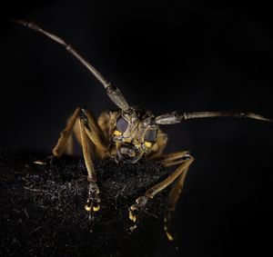 Close-up of insect over black background