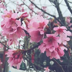 Close-up of cherry blossoms