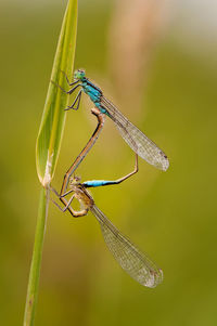 Close-up of dragonfly on plant