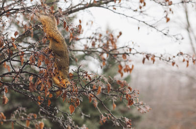 Close-up of a squirrel on tree during winter