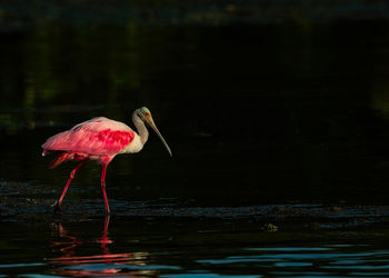 Spoonbill drinking water