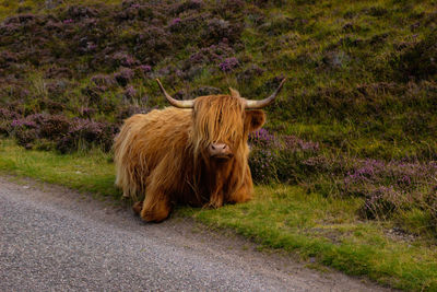 Herd of red brown scottish highlanders in a natural autumn landscape.