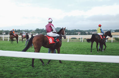 Horses grazing on field