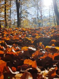 Autumn leaves fallen on tree