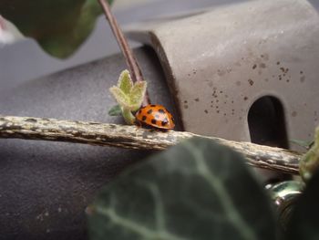 Close-up of ladybug on leaf