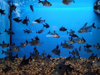 Flock of fish swimming in aquarium