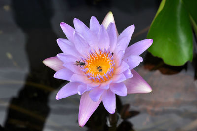 High angle view of insects on water lily 
