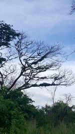 Low angle view of trees against sky