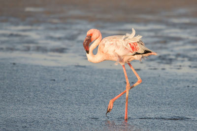 Flamingo walking in water