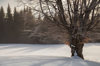 Winter landscape from rodnei mountains. foggy mornings with pine trees in the frozen national park.