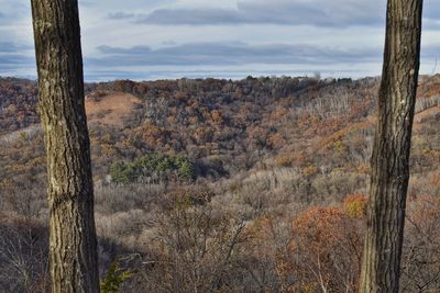 View of trees in forest