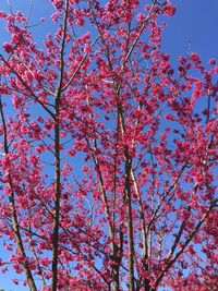 Low angle view of pink flowers against blue sky