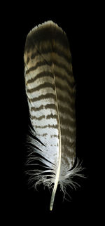 Close-up of feather against black background