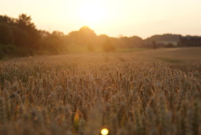 Scenic view of field against sky during sunset