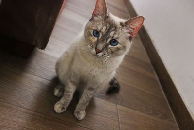 Siamese cat