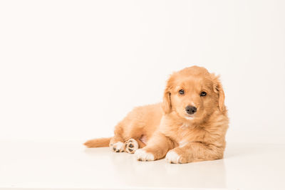 Portrait of puppy sitting against white background