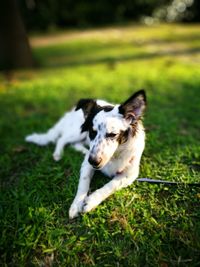 Dog on grassy field