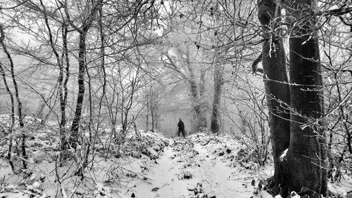 Bare trees in snow covered forest