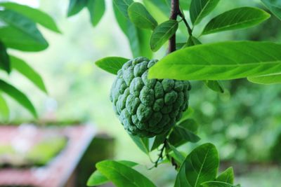 Close-up of fruits growing on tree