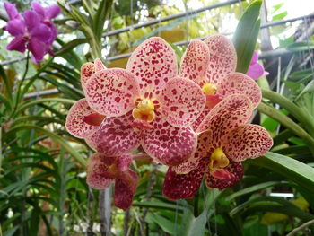 Close-up of pink flowers