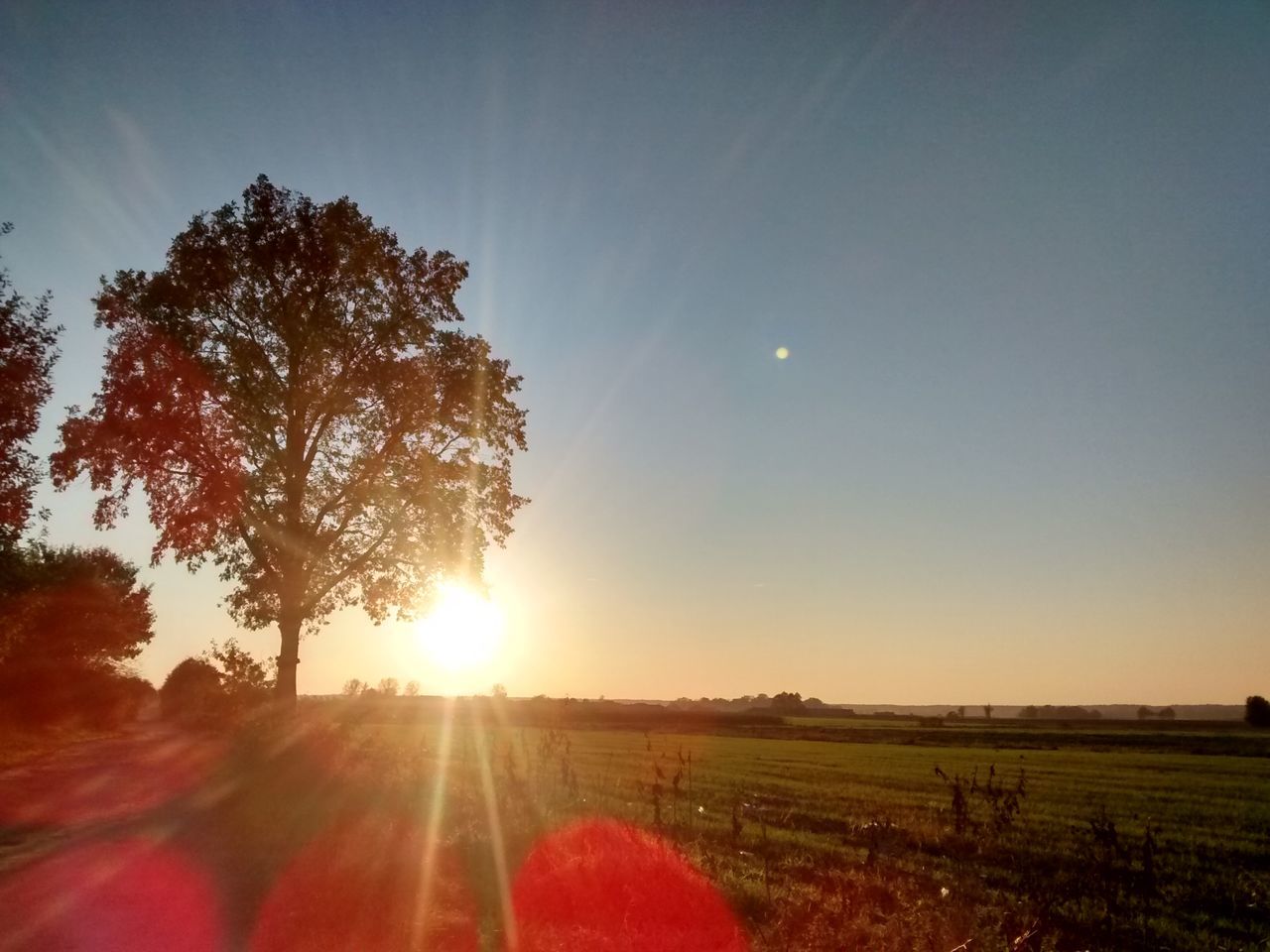 sun, sunbeam, lens flare, landscape, field, sunlight, tranquility, tranquil scene, beauty in nature, scenics, grass, sunset, tree, nature, growth, clear sky, sky, rural scene, idyllic, bright