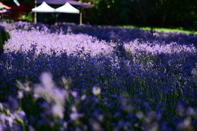 Close-up of purple flowering plants on field