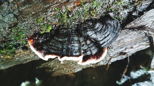 High angle view of insect on tree