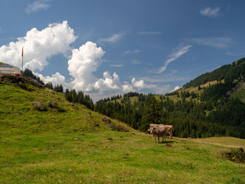 View of a sheep on landscape