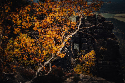 Autumn trees in forest