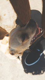 High angle view of dog on sand