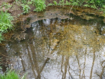 Reflection of trees in water