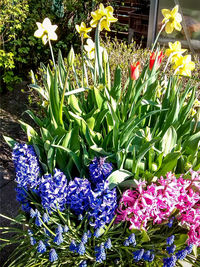 Close-up of flowers blooming outdoors