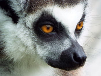 Close-up portrait of monkey