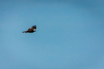 Low angle view of birds flying in sky