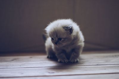 Portrait of kitten on hardwood floor