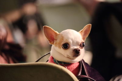 Close-up of chihuahua in bag