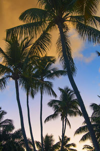 Low angle view of palm trees against sky